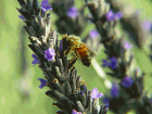 lavender-bee